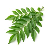 Curry leaves