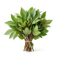 Sorrel leaves, Gongura