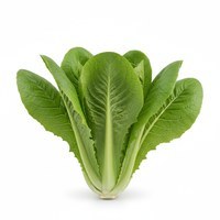 Lettuce